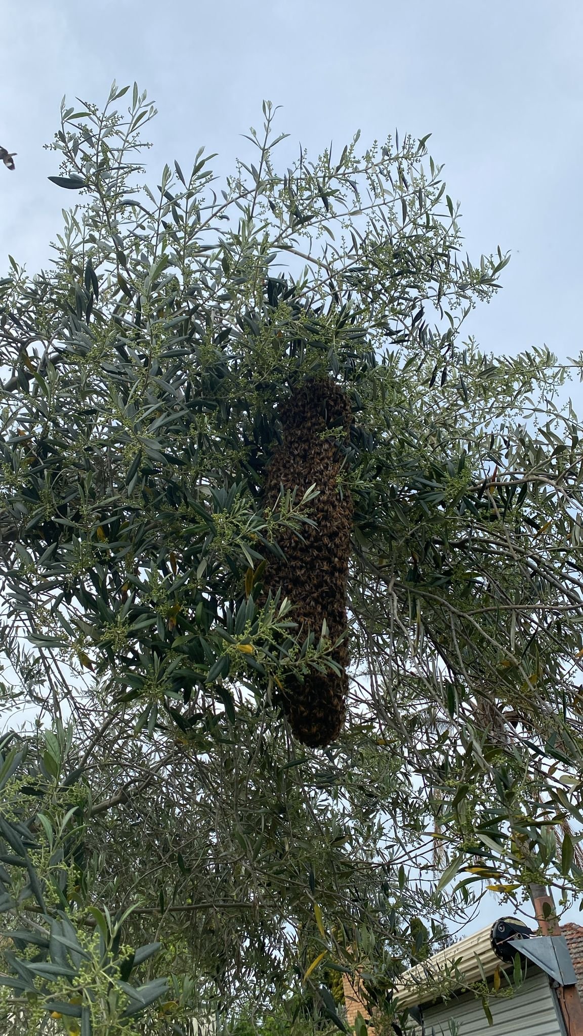 Swarm photo